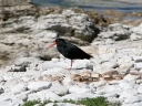 kaikoura (18)